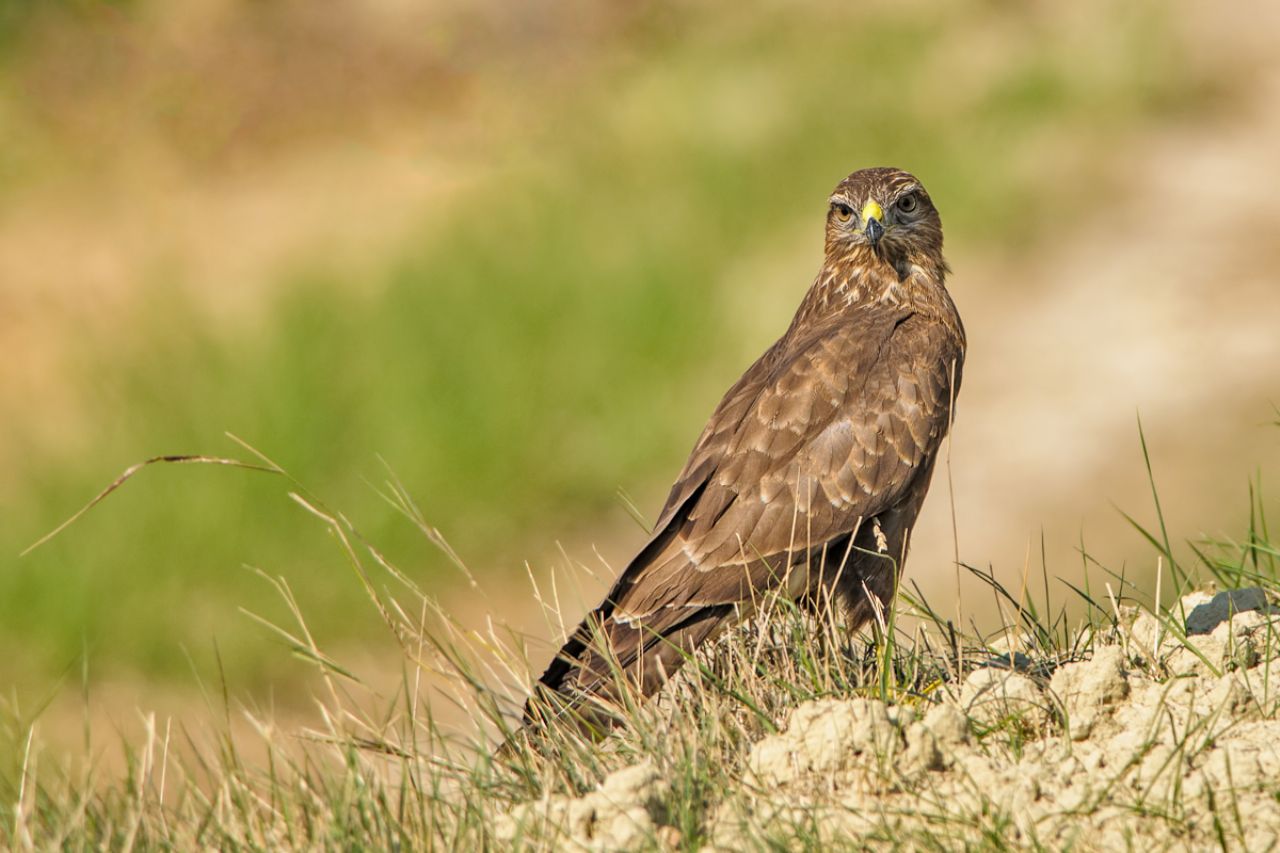 Poiana Buteo buteo  a terra